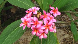 Uli - Fleurs sur la Côte Est (Malaisie) 