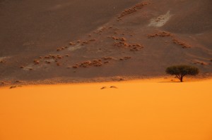 Nicoletta - Dunes (Namibie)