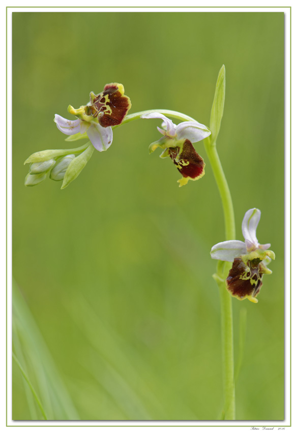 Orchidées-pays-de-gex